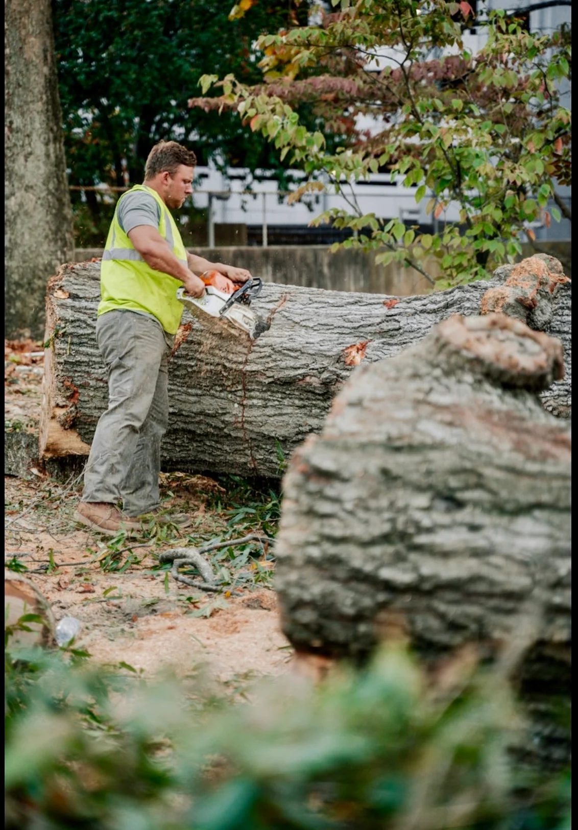 Arborist with chainsaw cutting large fallen tree log on residential property