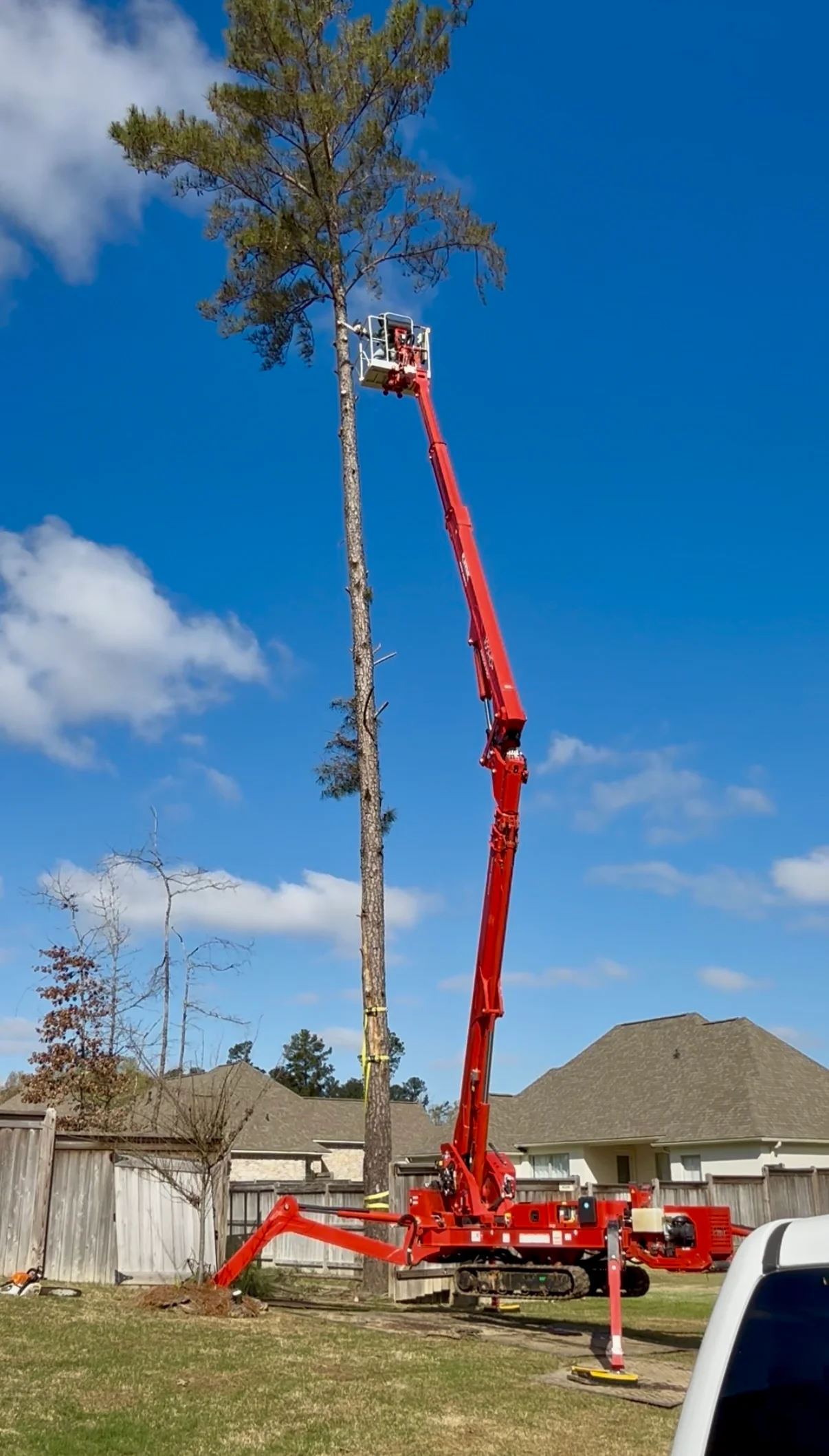 Articulating boom lift removing tall pine tree with diseased canopy near residential home