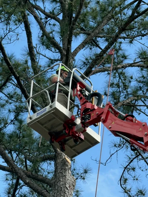 Aerial lift bucket positioned in mature pine tree for trimming work