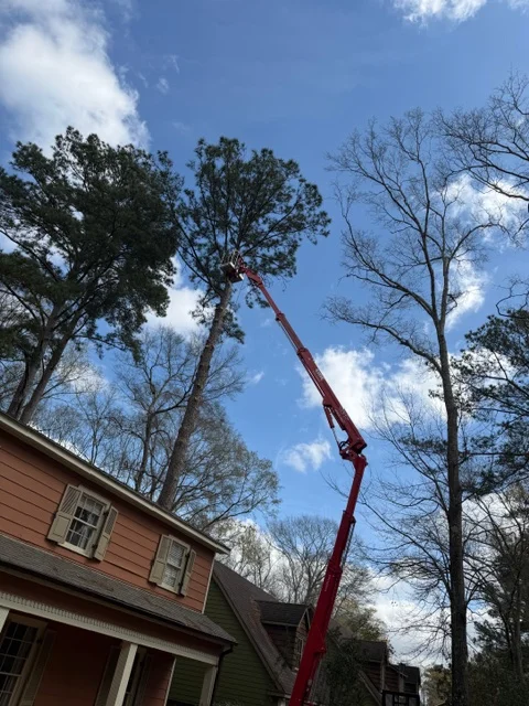 Red boom lift removing tall tree near residential home with mature trees
