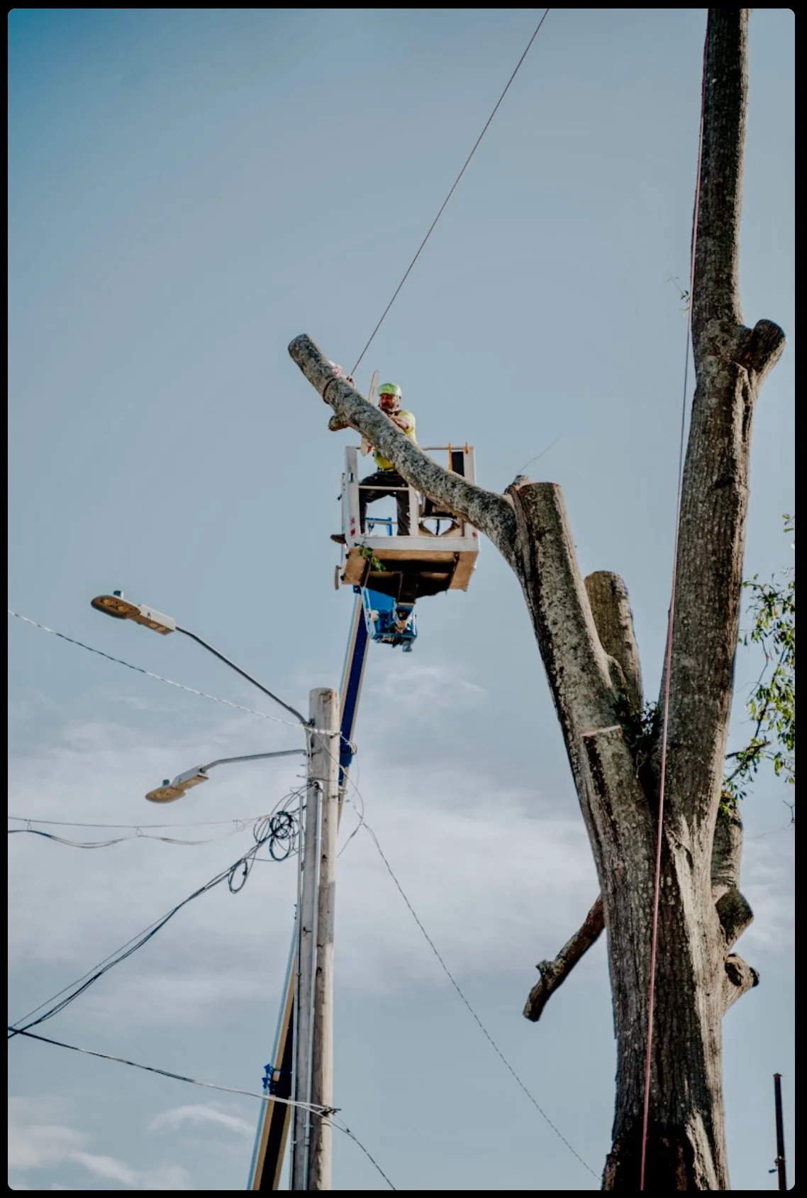 Arborist in bucket truck removing large tree limbs with rope rigging system