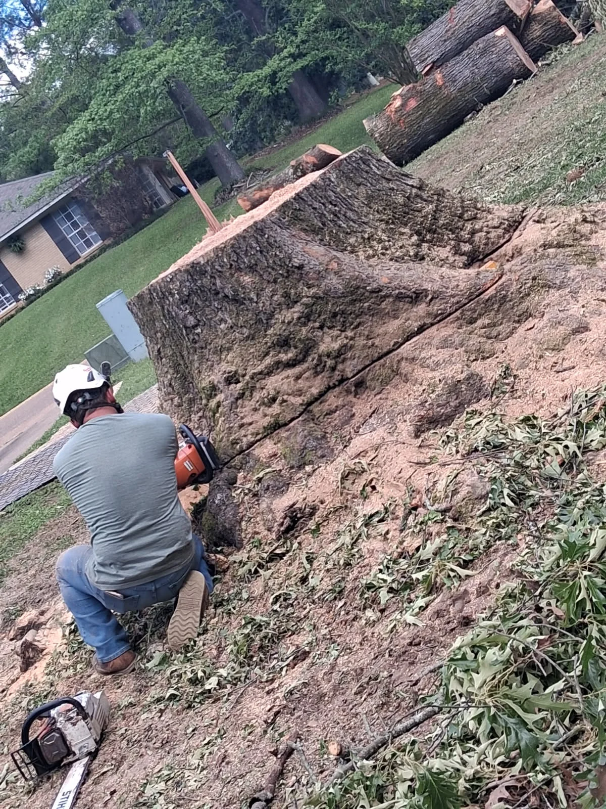 Worker operating stump grinder on large tree stump with wood logs stacked in background