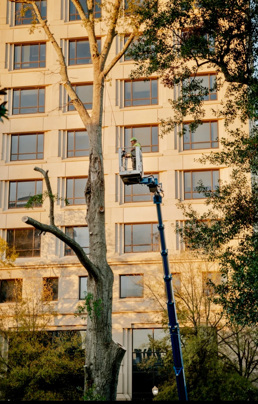Arborist in bucket lift removing large tree near building facade